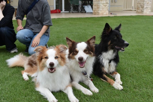 f:id:gussan-belle:20200923074911j:image