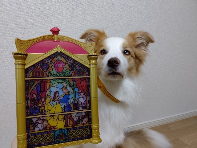 f:id:gussan-belle:20201011102453j:image