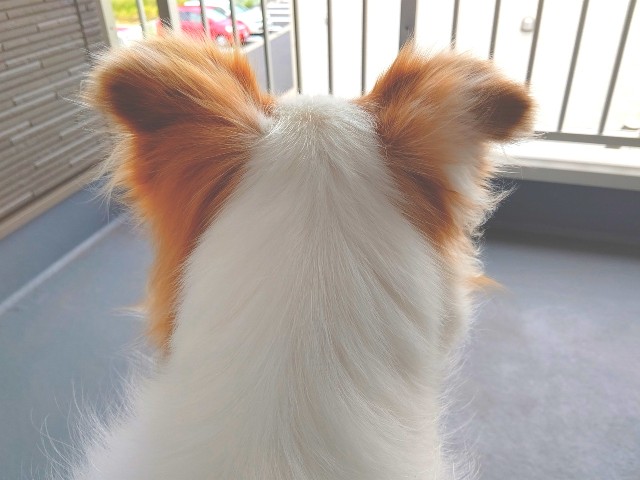 f:id:gussan-belle:20201016120200j:image