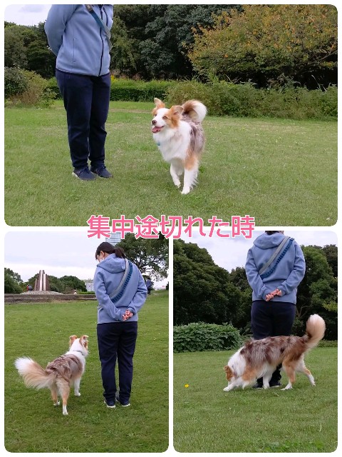 f:id:gussan-belle:20201020080439j:image