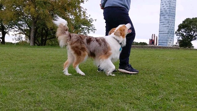 f:id:gussan-belle:20201020080522j:image