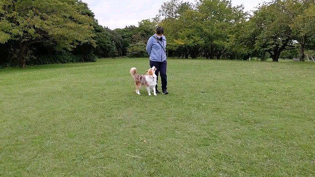 f:id:gussan-belle:20201020080541j:image