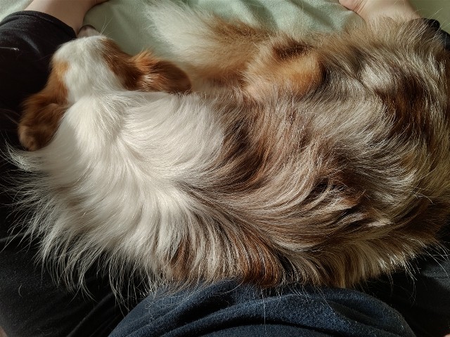 f:id:gussan-belle:20201028075233j:image