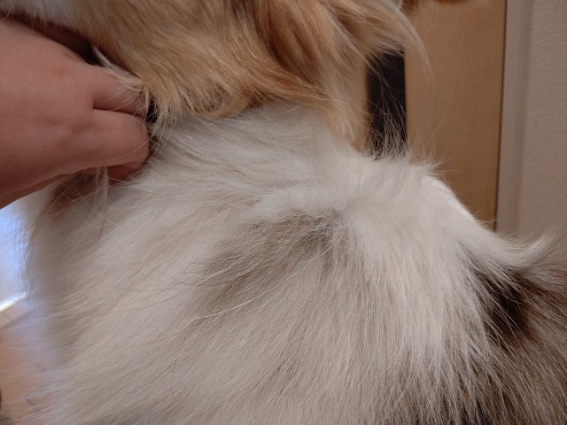 f:id:gussan-belle:20201130105219j:image