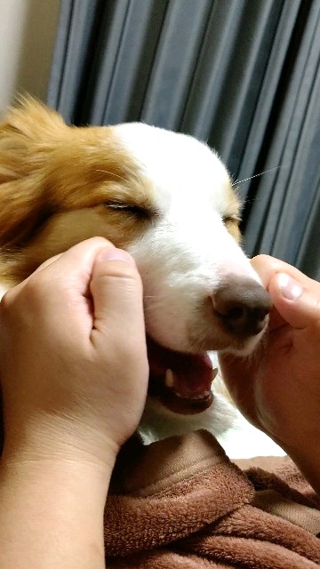 f:id:gussan-belle:20201205105232j:image f:id:gussan-belle:20201205105232j:image