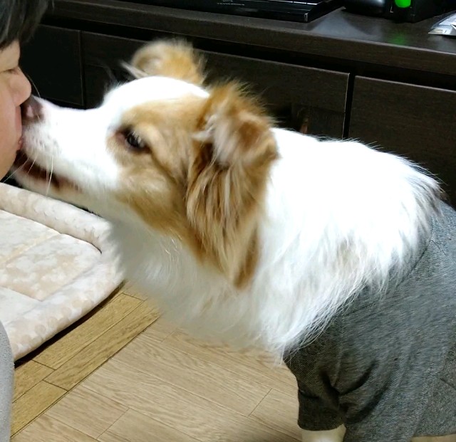 f:id:gussan-belle:20201207191452j:image f:id:gussan-belle:20201207191452j:image
