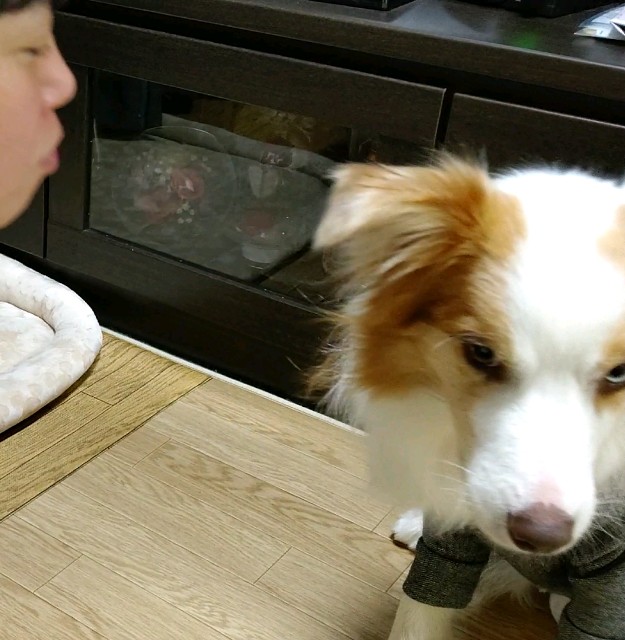f:id:gussan-belle:20201207191509j:image f:id:gussan-belle:20201207191509j:image