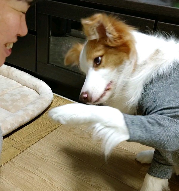 f:id:gussan-belle:20201207191519j:image f:id:gussan-belle:20201207191519j:image