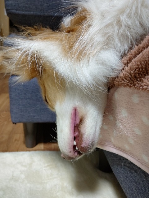 f:id:gussan-belle:20201212111939j:image