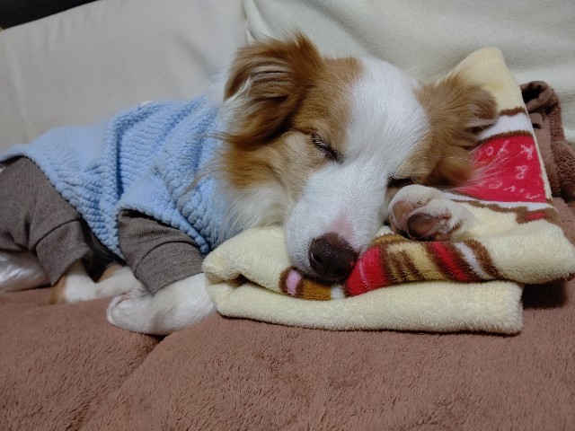 f:id:gussan-belle:20201212112142j:image