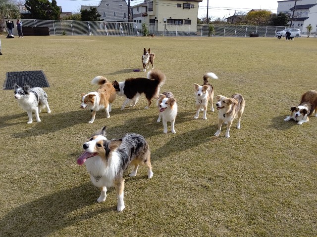 f:id:gussan-belle:20201213182623j:image
