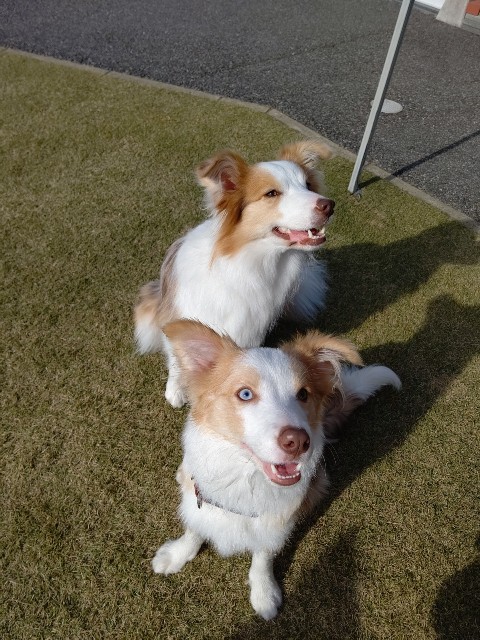 f:id:gussan-belle:20201213182822j:image