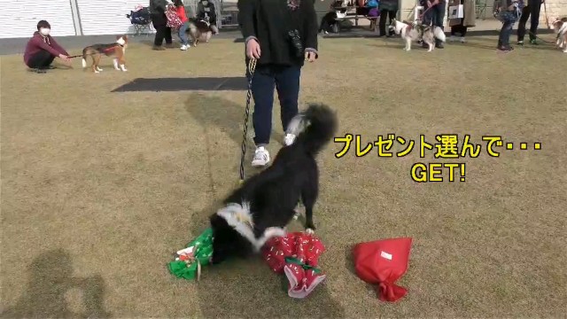 f:id:gussan-belle:20201214072914j:image