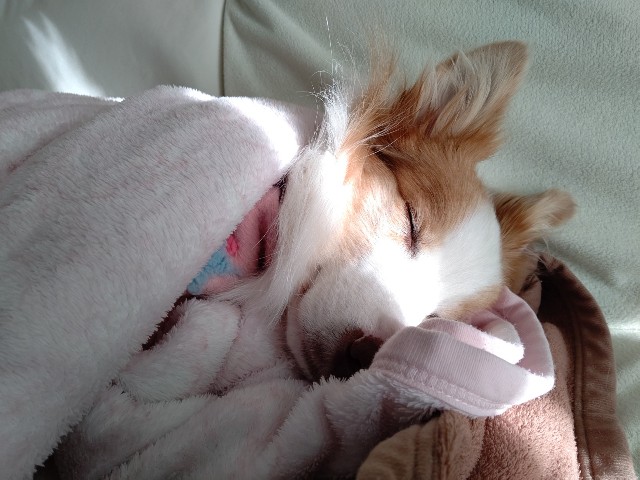 f:id:gussan-belle:20201218085746j:image