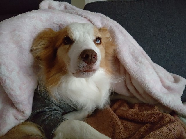 f:id:gussan-belle:20201228103401j:image