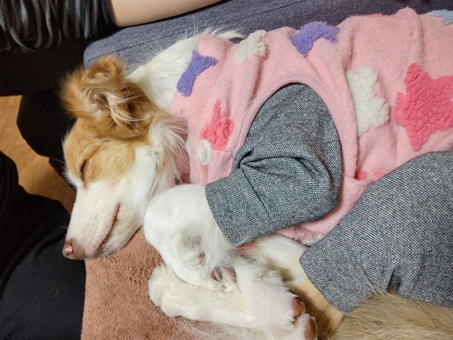 f:id:gussan-belle:20201230082032j:image