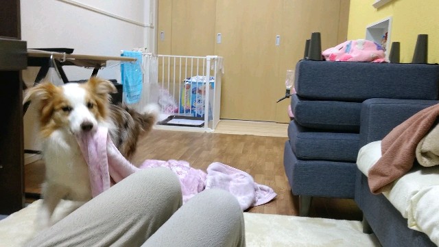 f:id:gussan-belle:20210115080102j:image