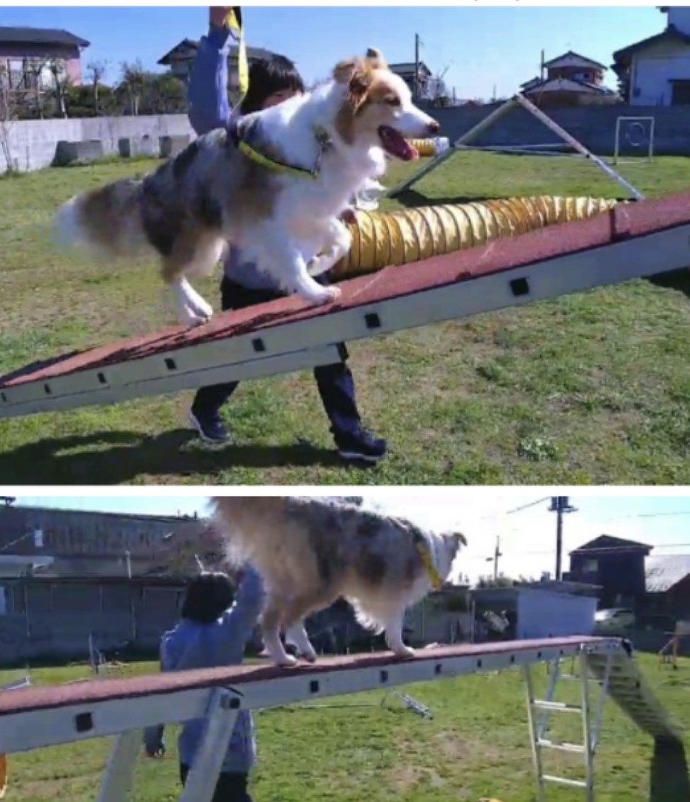 f:id:gussan-belle:20210302075441j:image