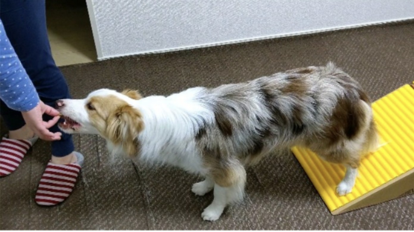 f:id:gussan-belle:20210302075451j:image