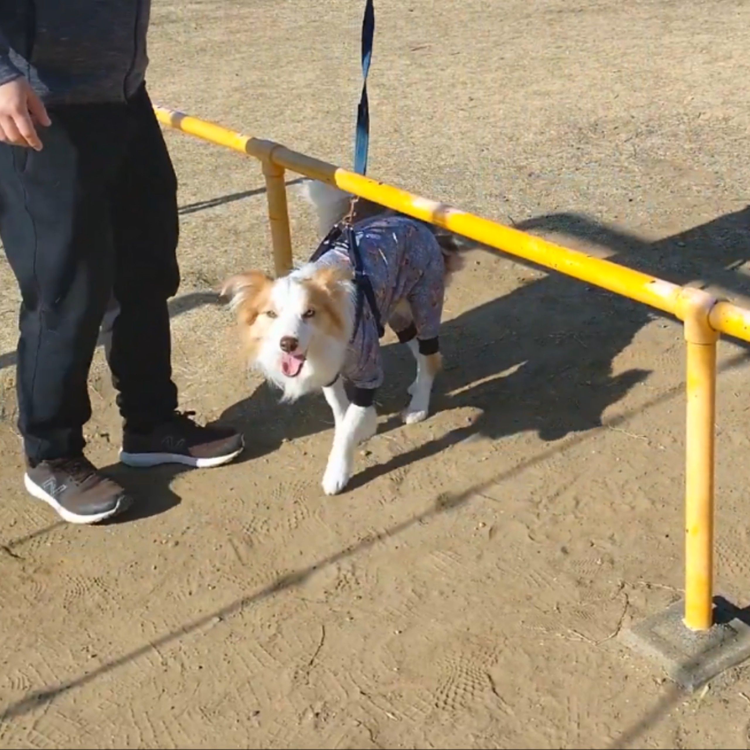 f:id:gussan-belle:20210310074130j:image f:id:gussan-belle:20210310074130j:image