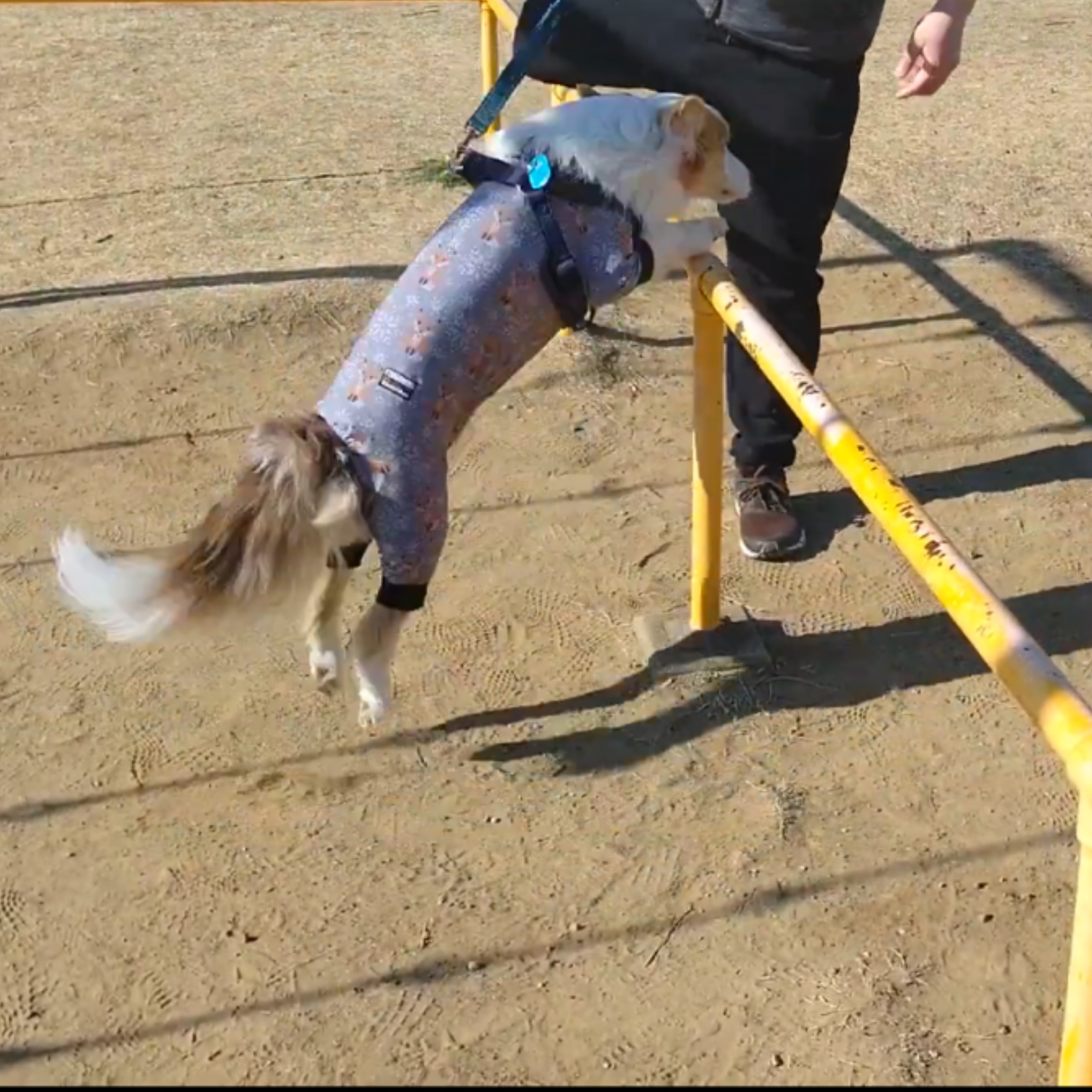 f:id:gussan-belle:20210310074149j:image f:id:gussan-belle:20210310074149j:image