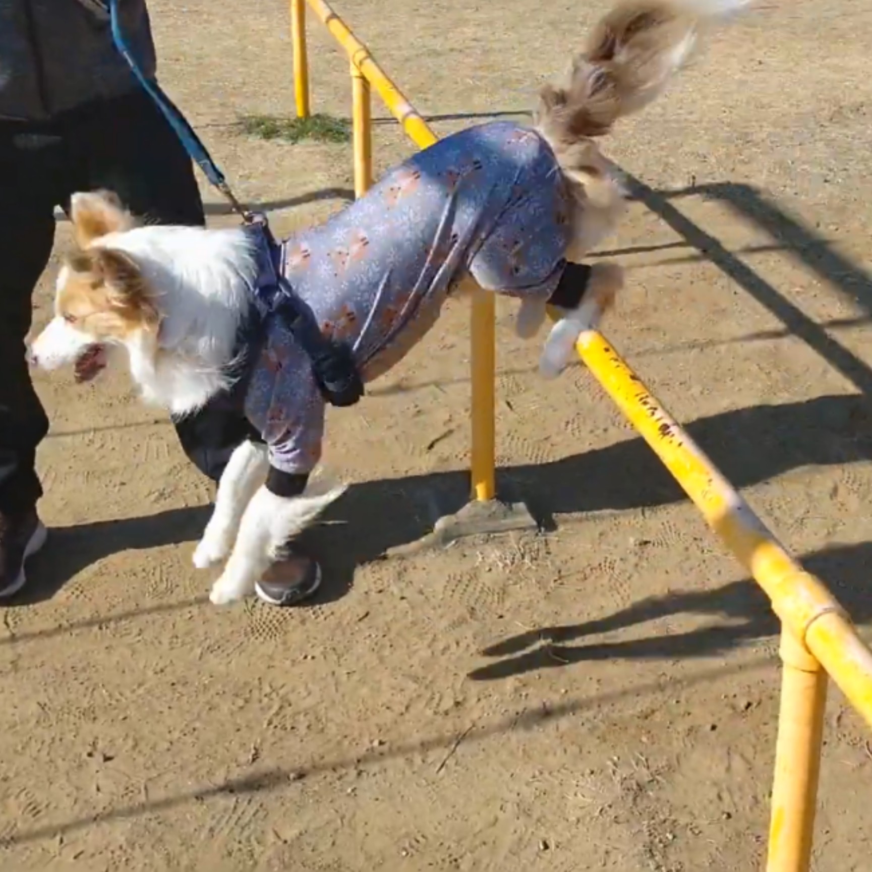 f:id:gussan-belle:20210310074215j:image f:id:gussan-belle:20210310074215j:image