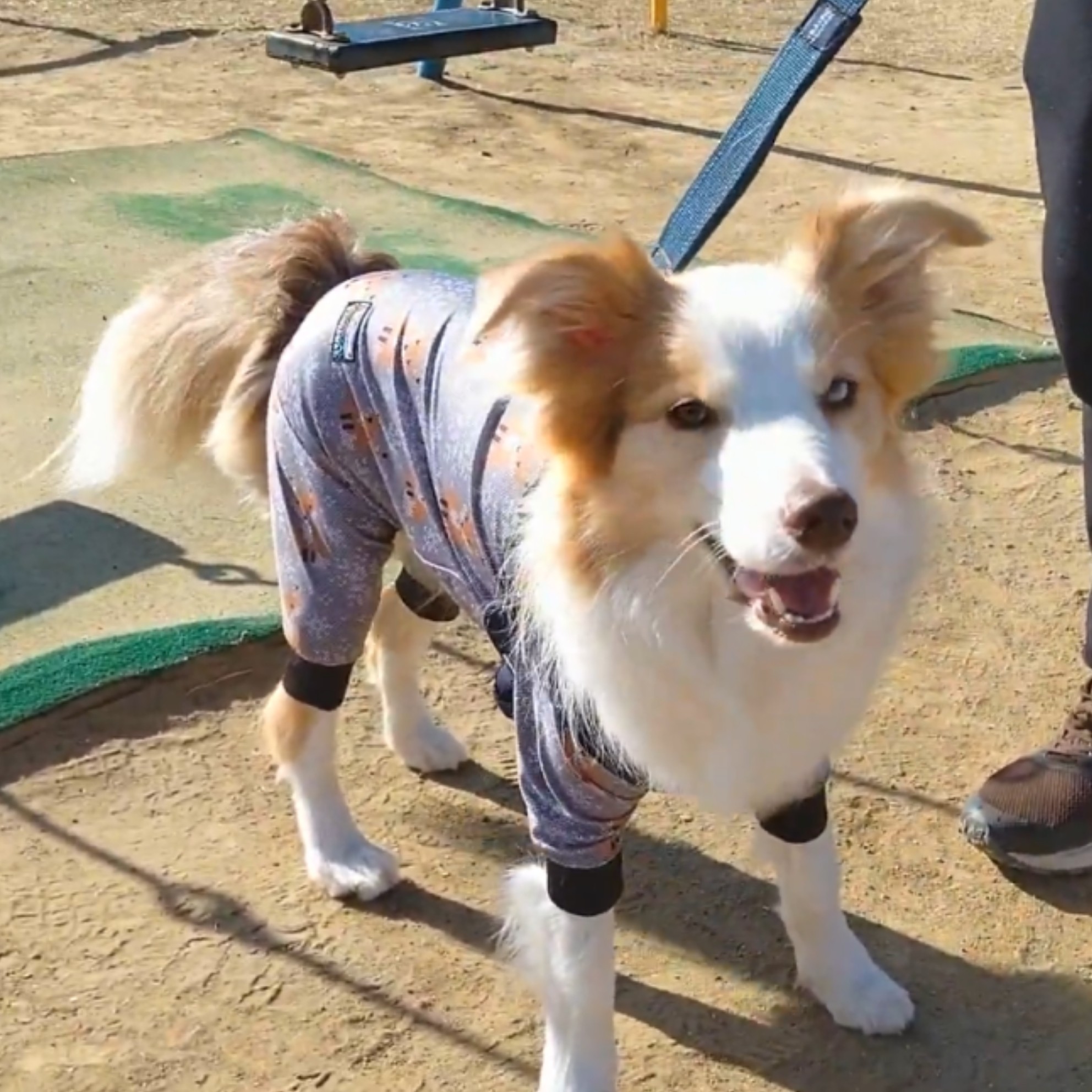 f:id:gussan-belle:20210310074238j:image f:id:gussan-belle:20210310074238j:image