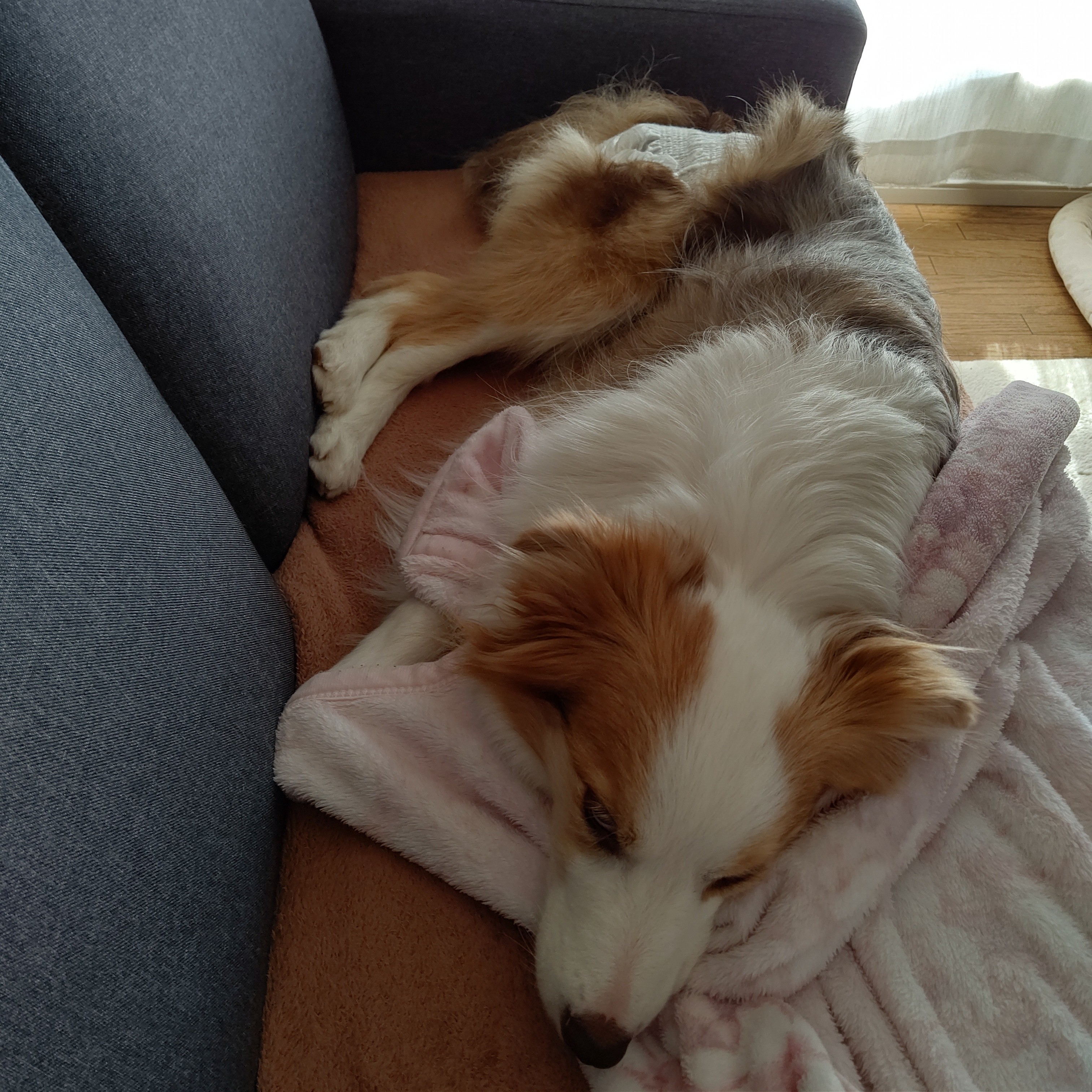 f:id:gussan-belle:20210311090601j:image f:id:gussan-belle:20210311090601j:image