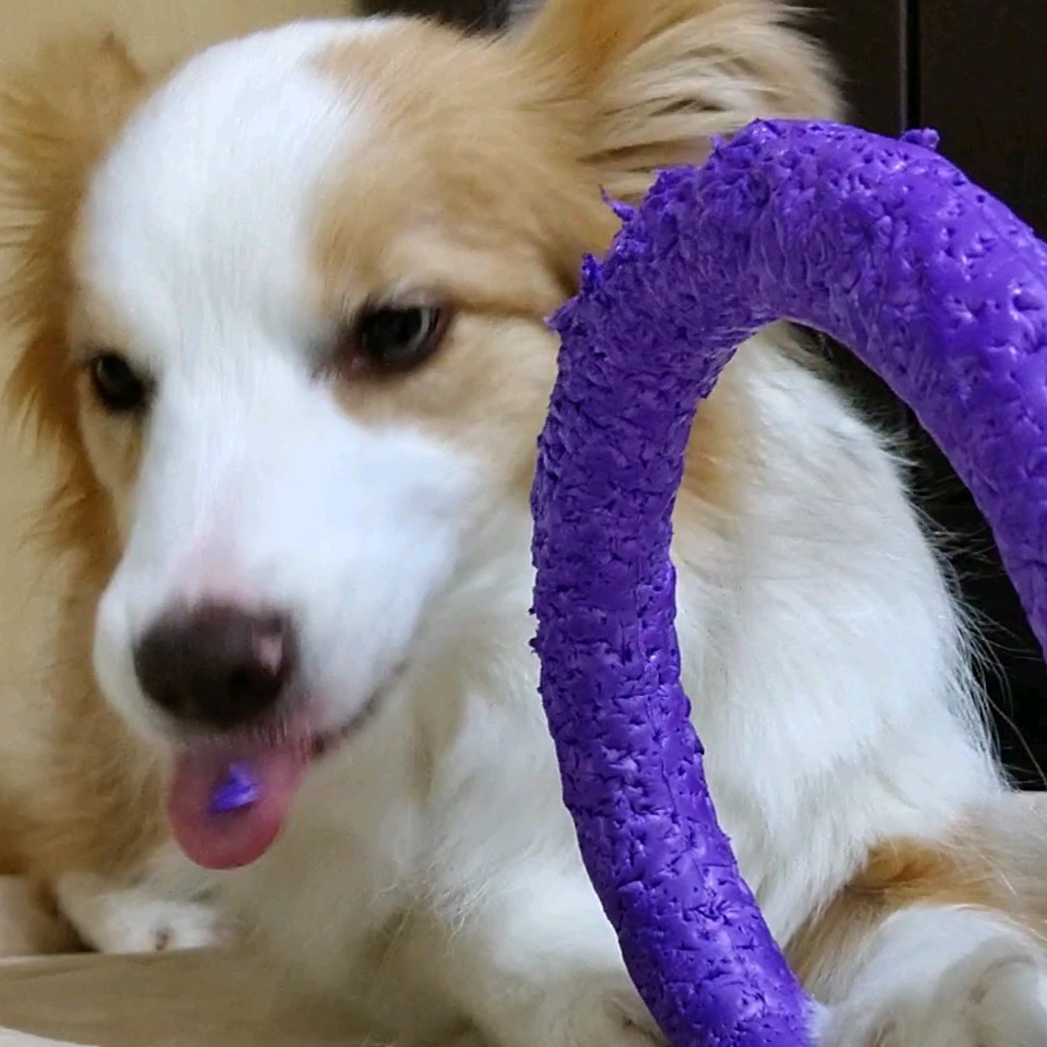 f:id:gussan-belle:20210312135432j:image f:id:gussan-belle:20210312135432j:image