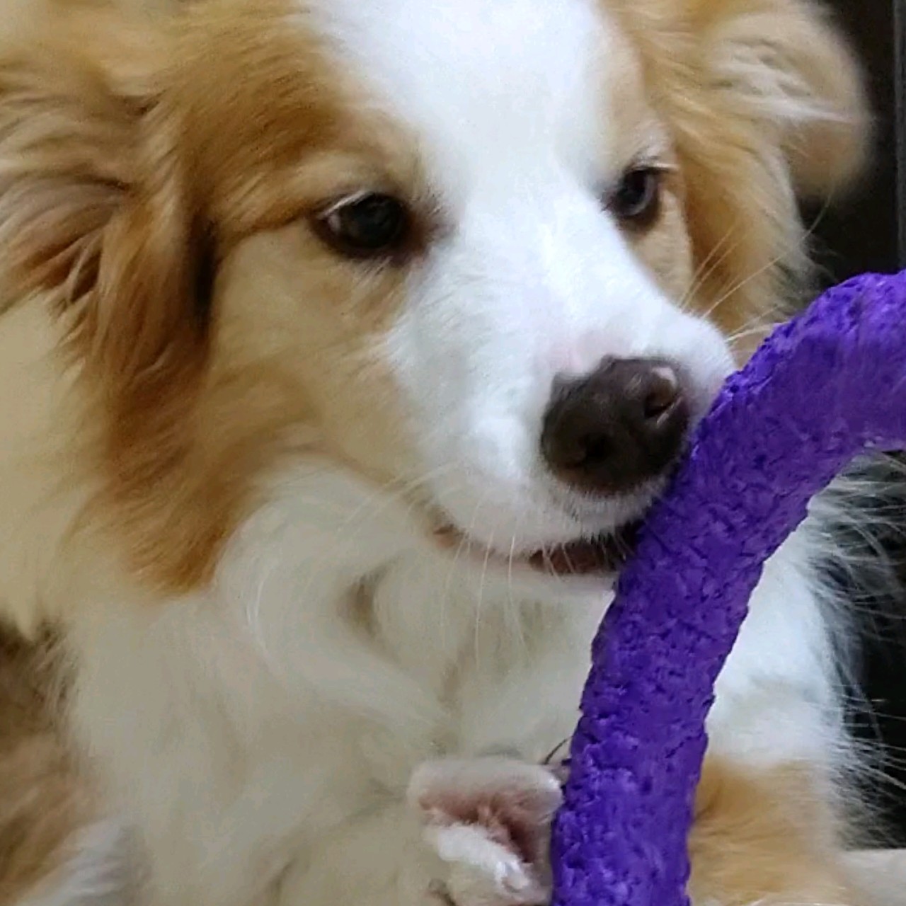 f:id:gussan-belle:20210312135442j:image f:id:gussan-belle:20210312135442j:image