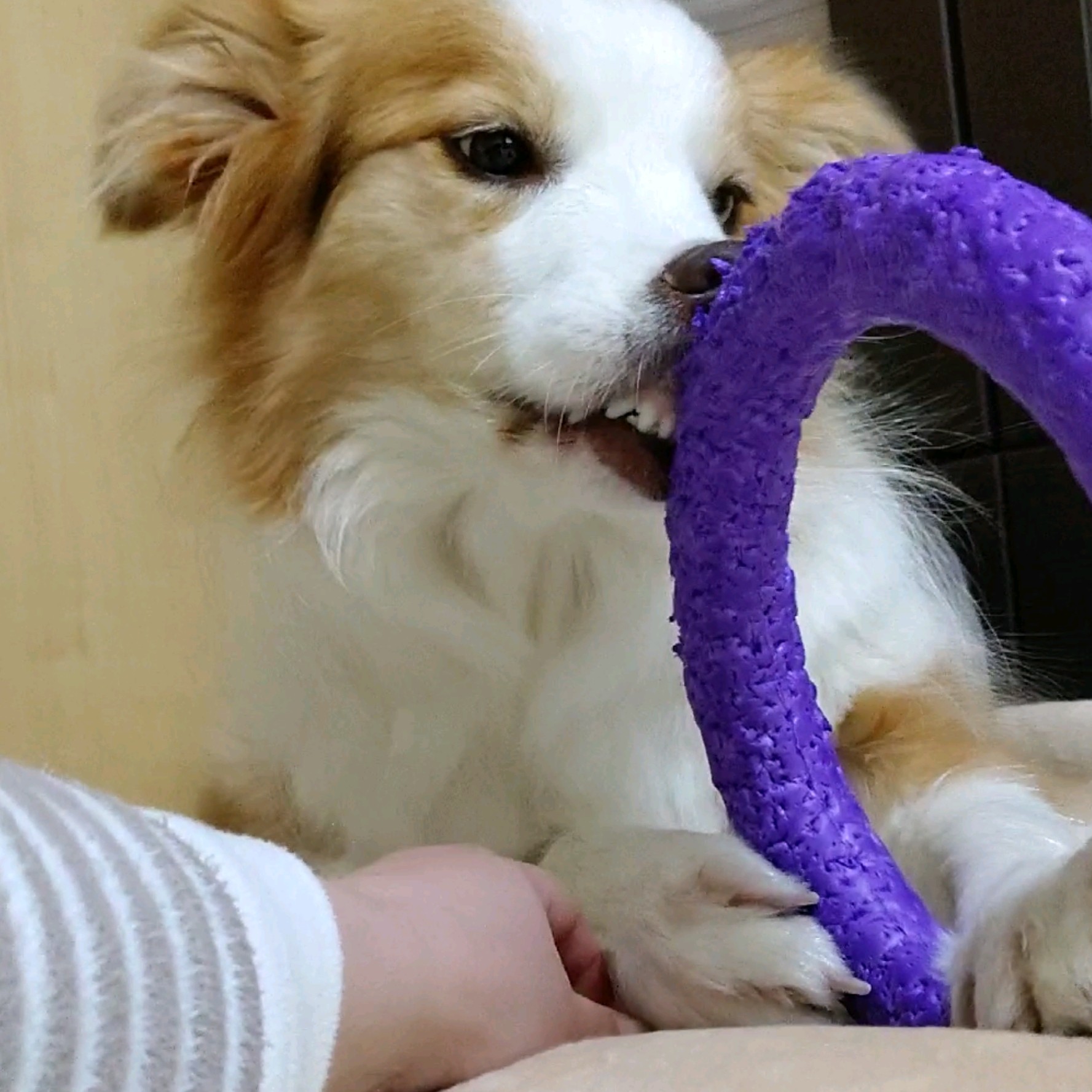 f:id:gussan-belle:20210312135501j:image f:id:gussan-belle:20210312135501j:image