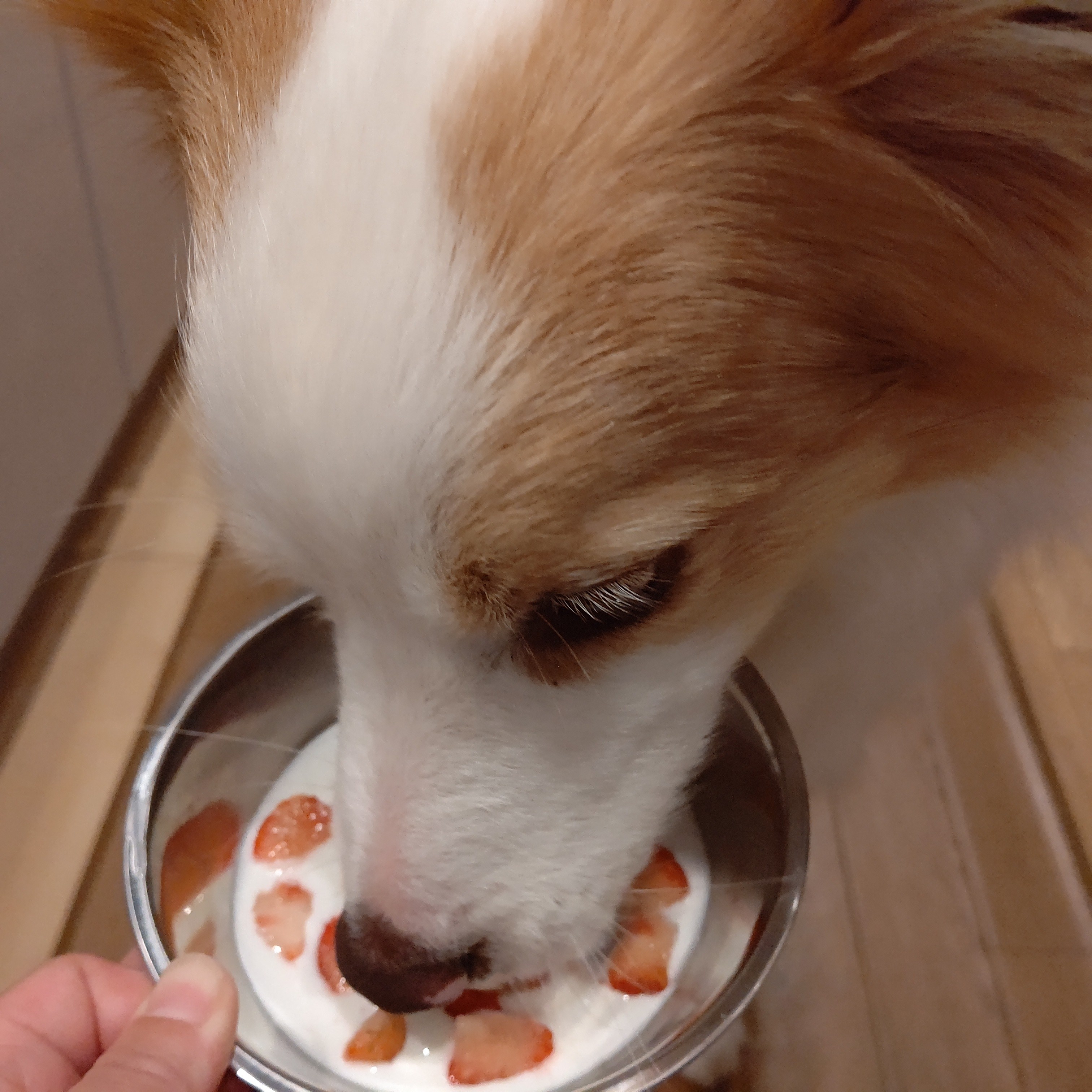 f:id:gussan-belle:20210313084221j:image