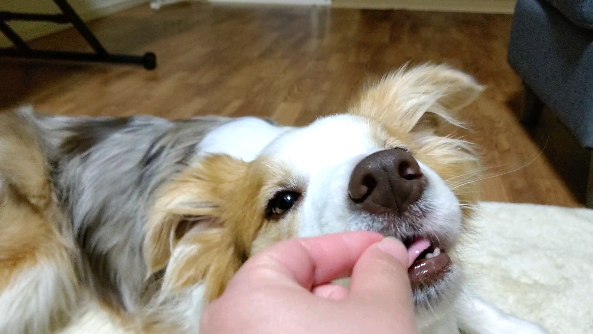 f:id:gussan-belle:20210314102757j:image