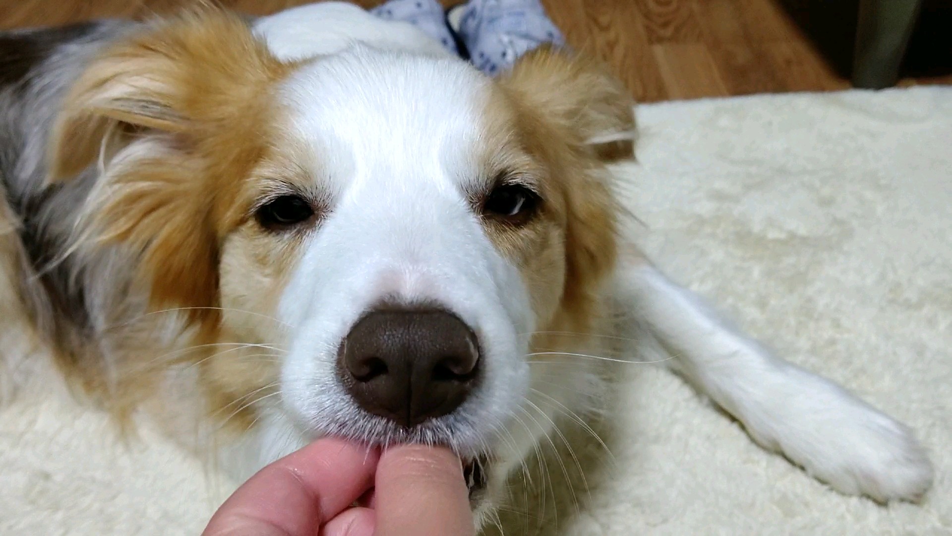 f:id:gussan-belle:20210314102810j:image