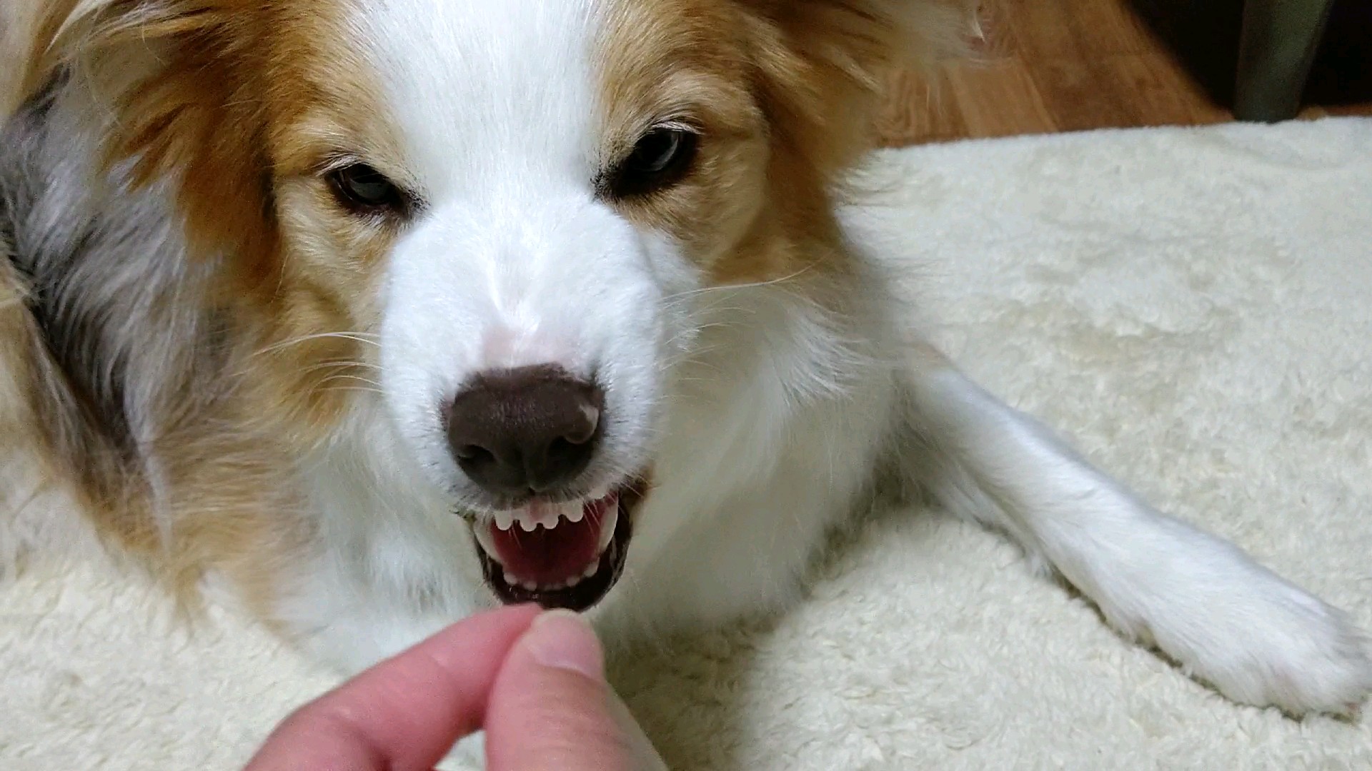 f:id:gussan-belle:20210314102821j:image