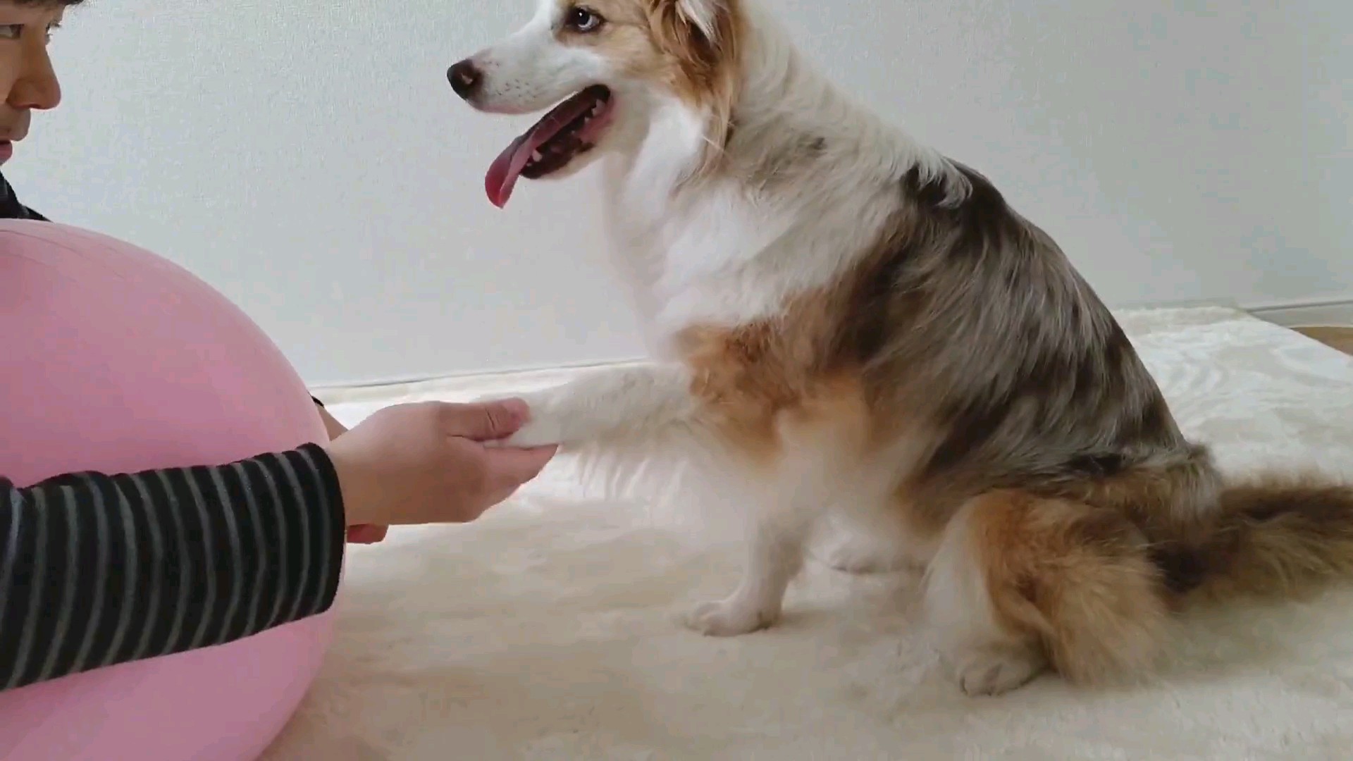 f:id:gussan-belle:20210315111054j:image