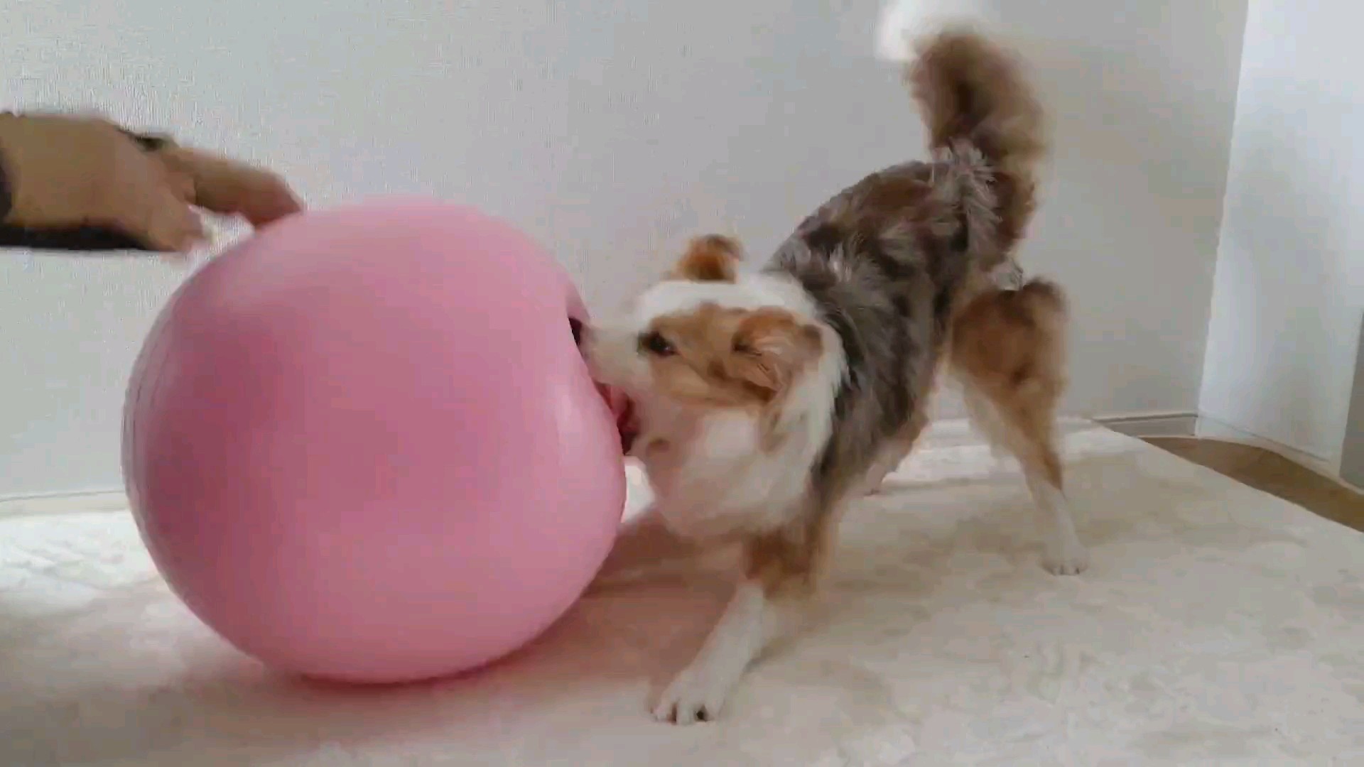 f:id:gussan-belle:20210315111119j:image