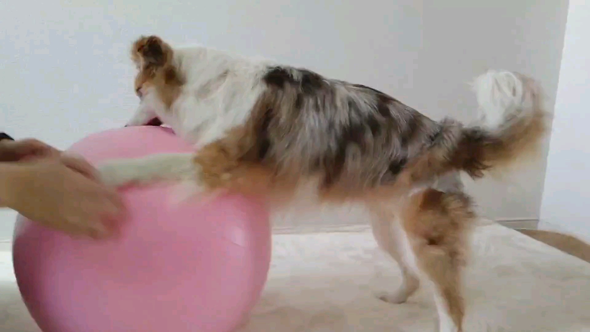 f:id:gussan-belle:20210315111127j:image