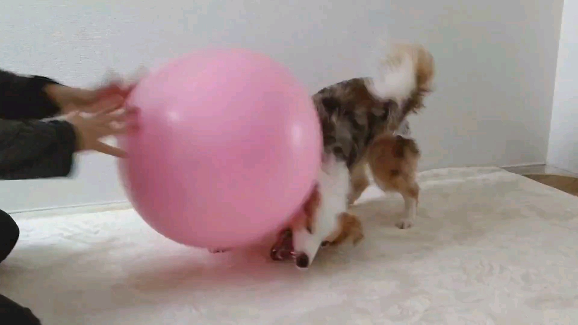 f:id:gussan-belle:20210315111134j:image