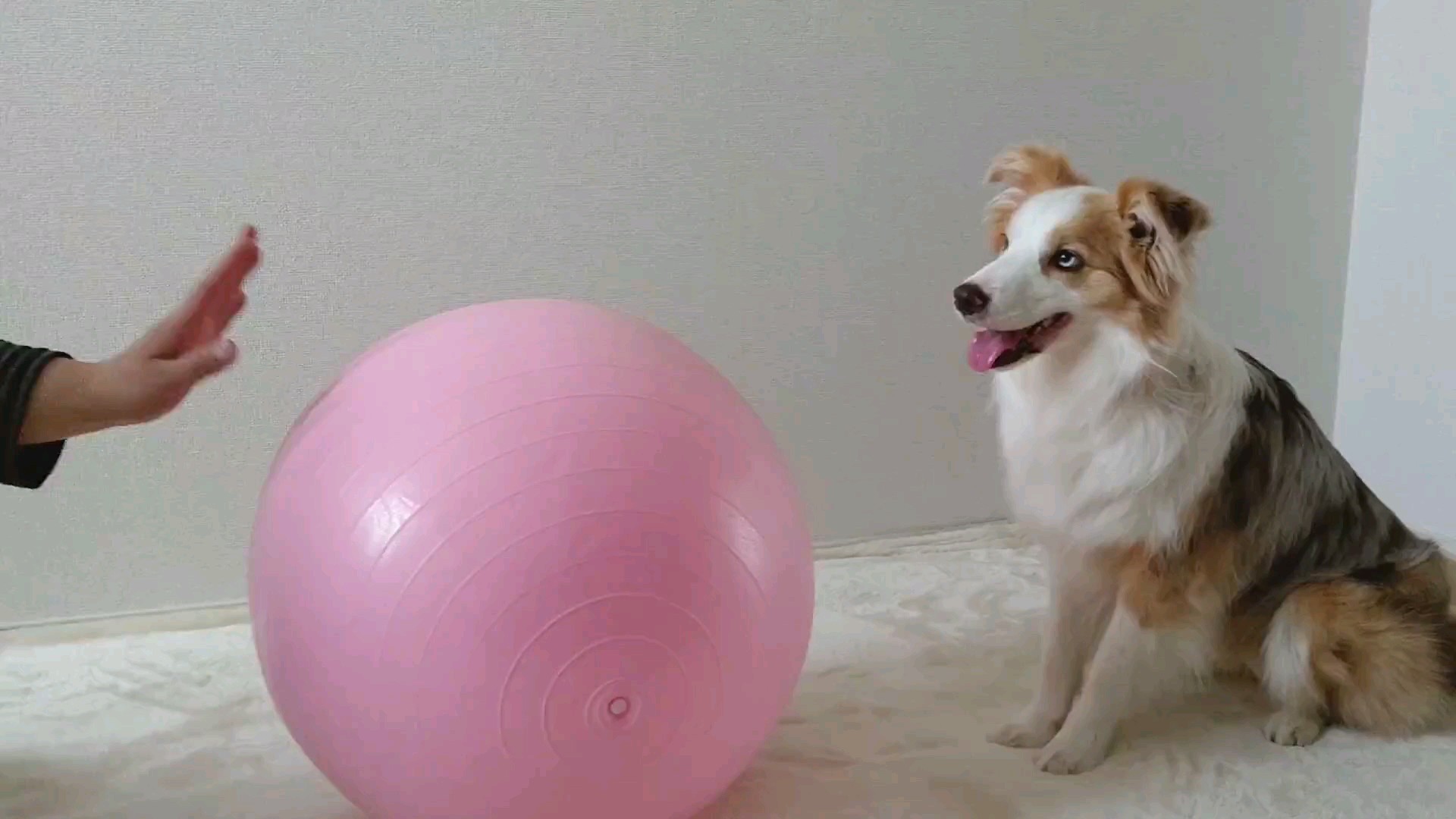 f:id:gussan-belle:20210315111433j:image