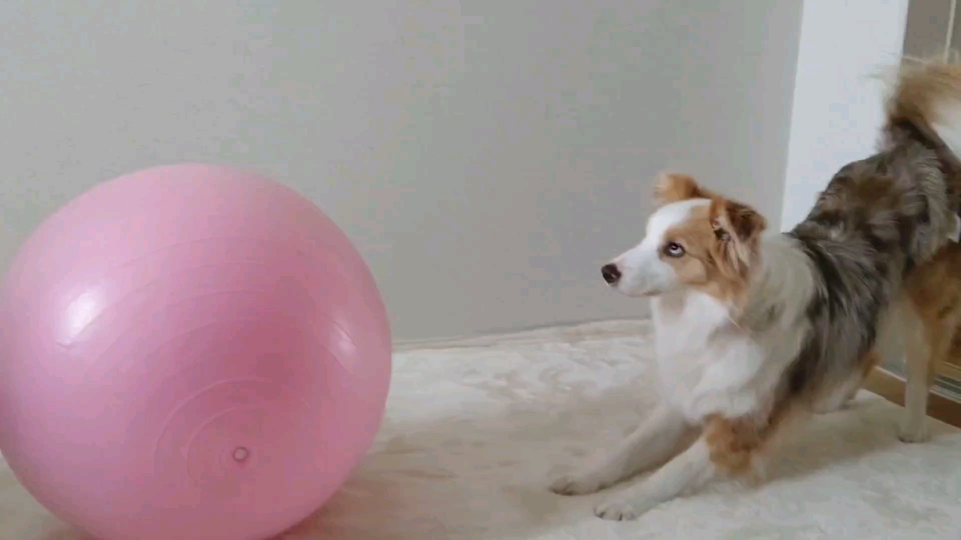 f:id:gussan-belle:20210315111441j:image