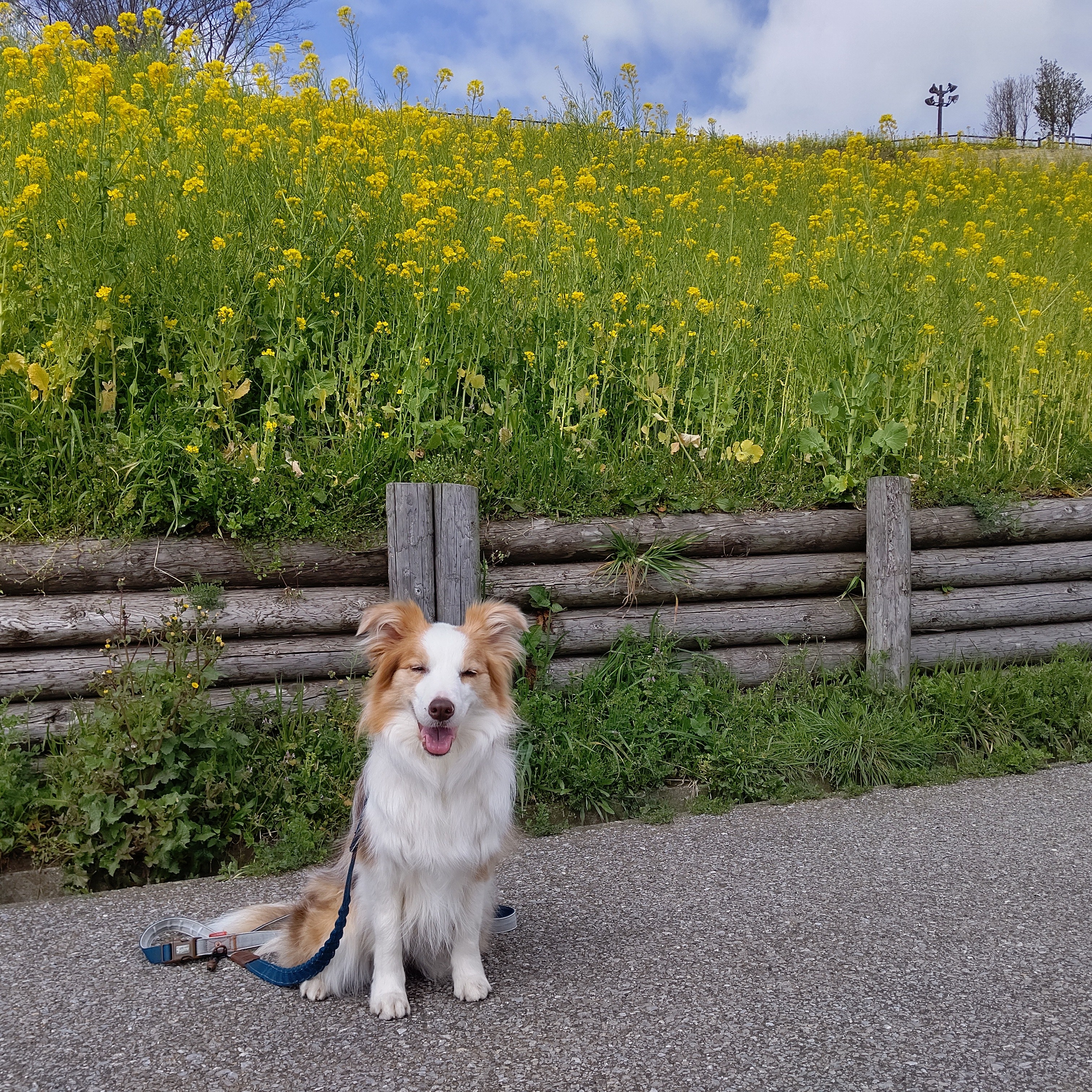 f:id:gussan-belle:20210318204908j:image f:id:gussan-belle:20210318204908j:image