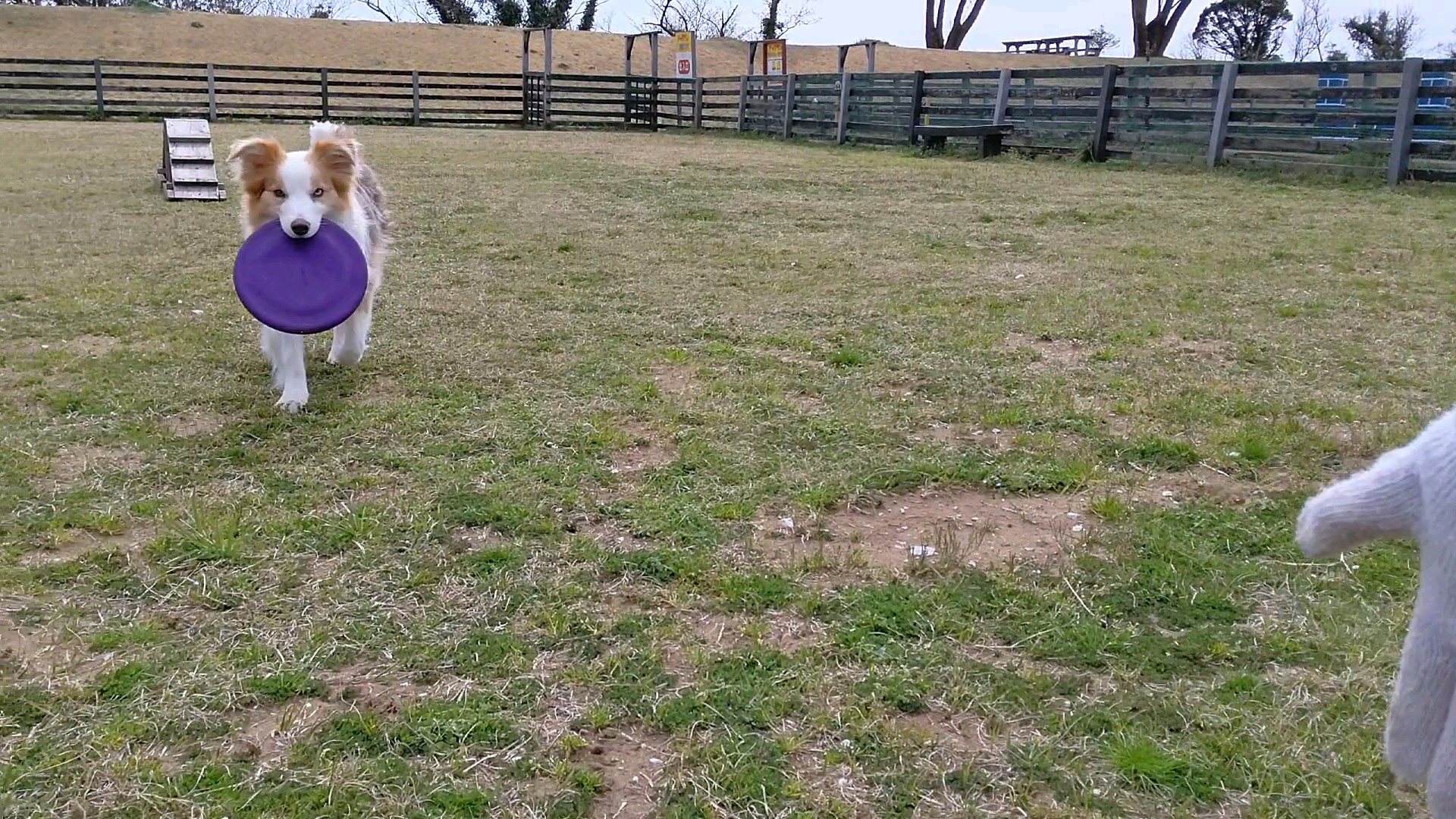 f:id:gussan-belle:20210318204934j:image f:id:gussan-belle:20210318204934j:image