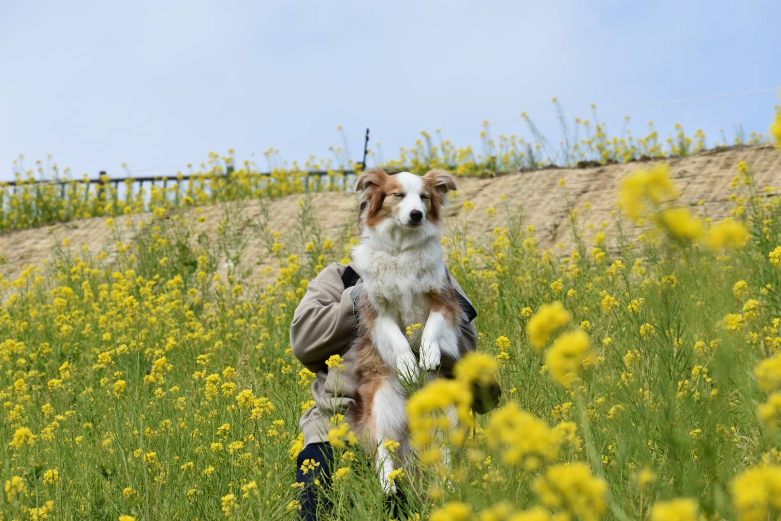 f:id:gussan-belle:20210319110056j:image