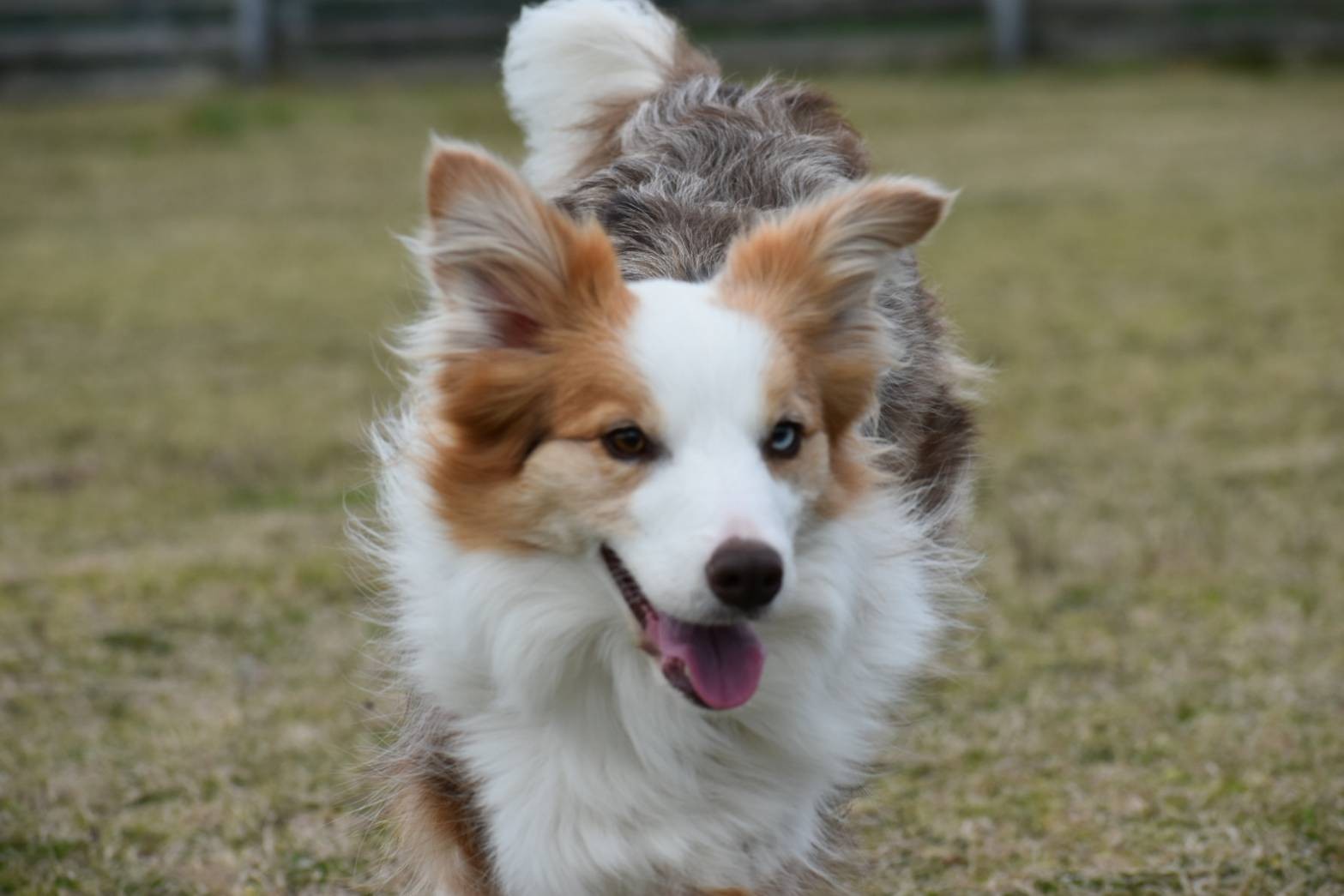 f:id:gussan-belle:20210320120252j:image f:id:gussan-belle:20210320120252j:image