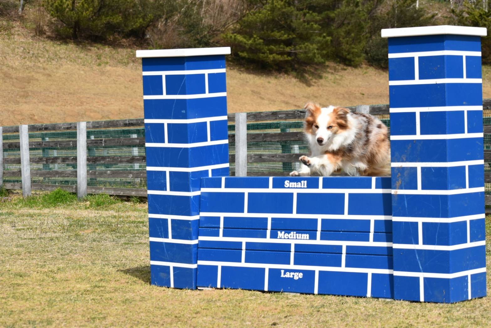 f:id:gussan-belle:20210321083024j:image