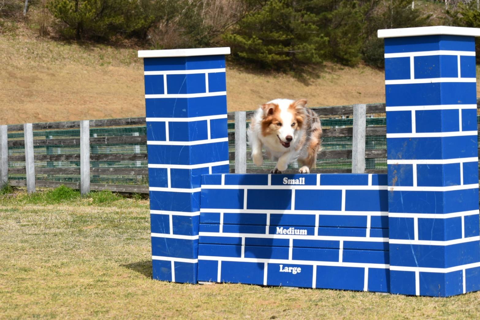 f:id:gussan-belle:20210321083041j:image