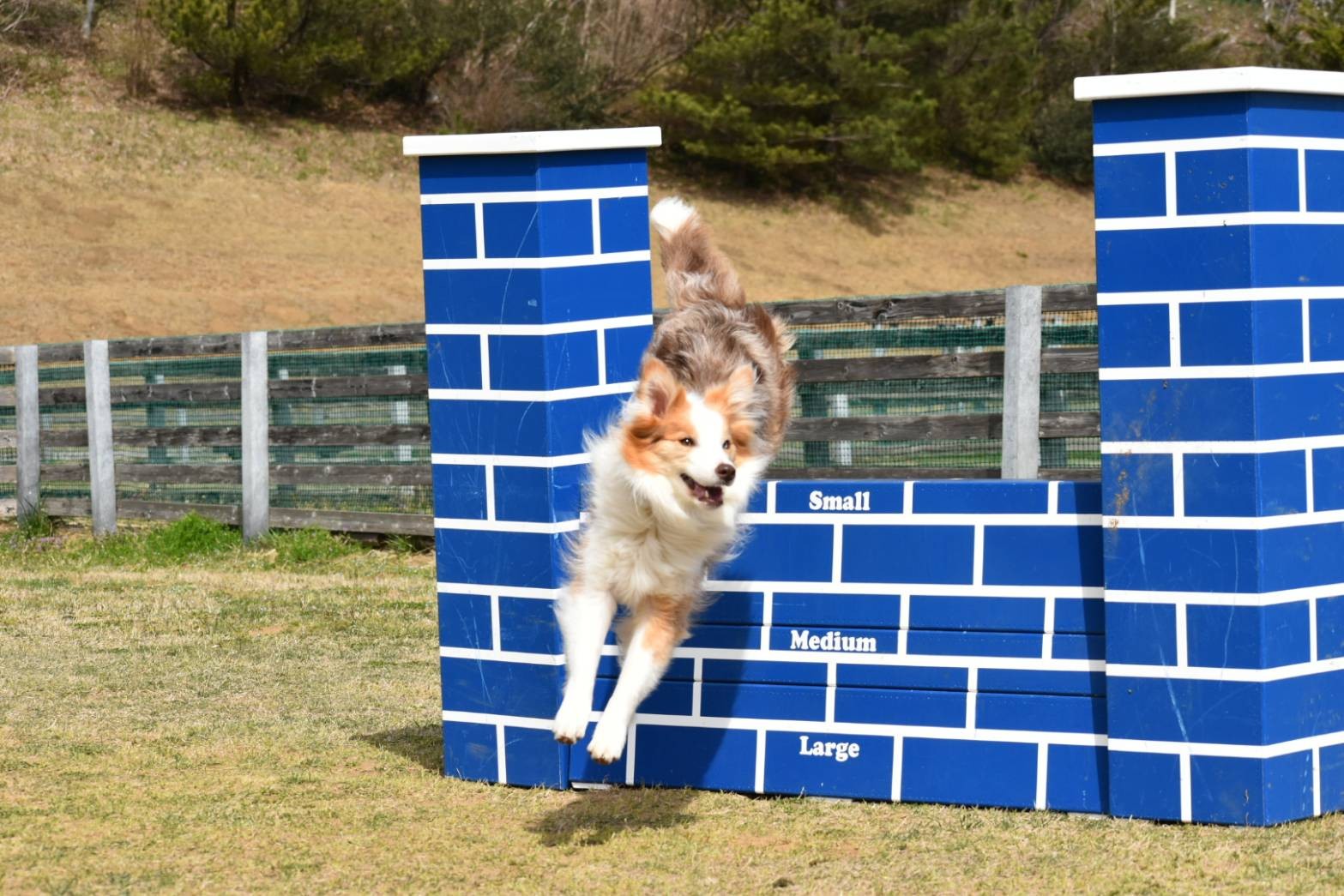 f:id:gussan-belle:20210321083102j:image