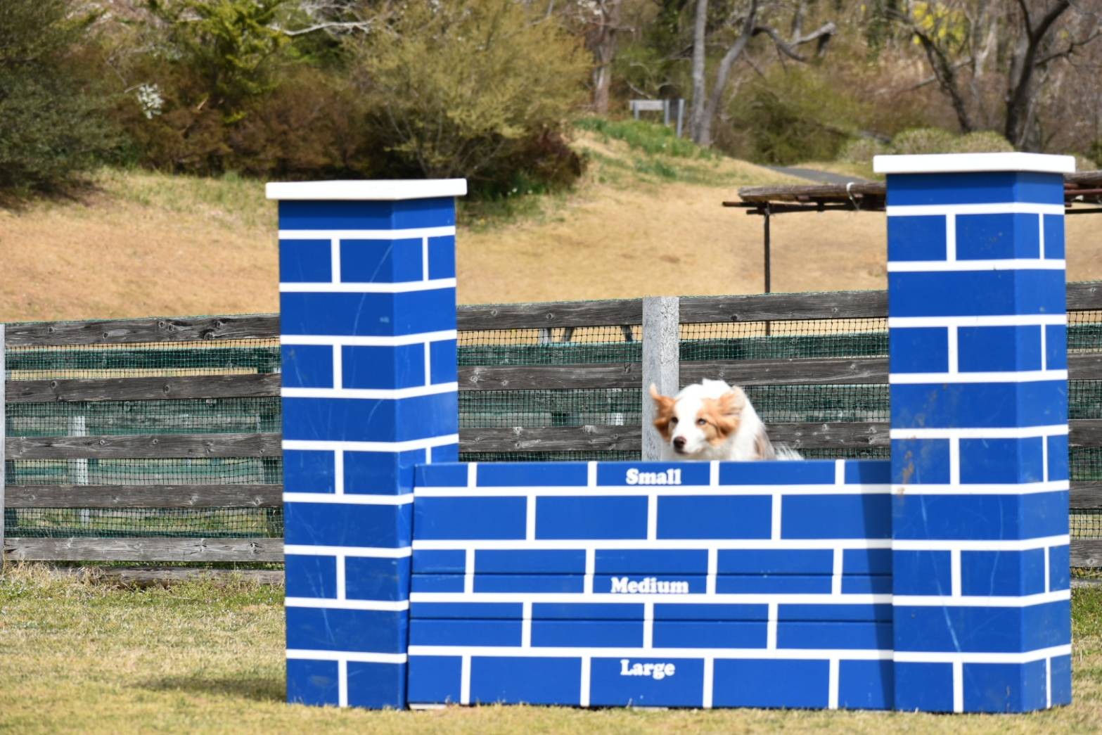 f:id:gussan-belle:20210321083233j:image