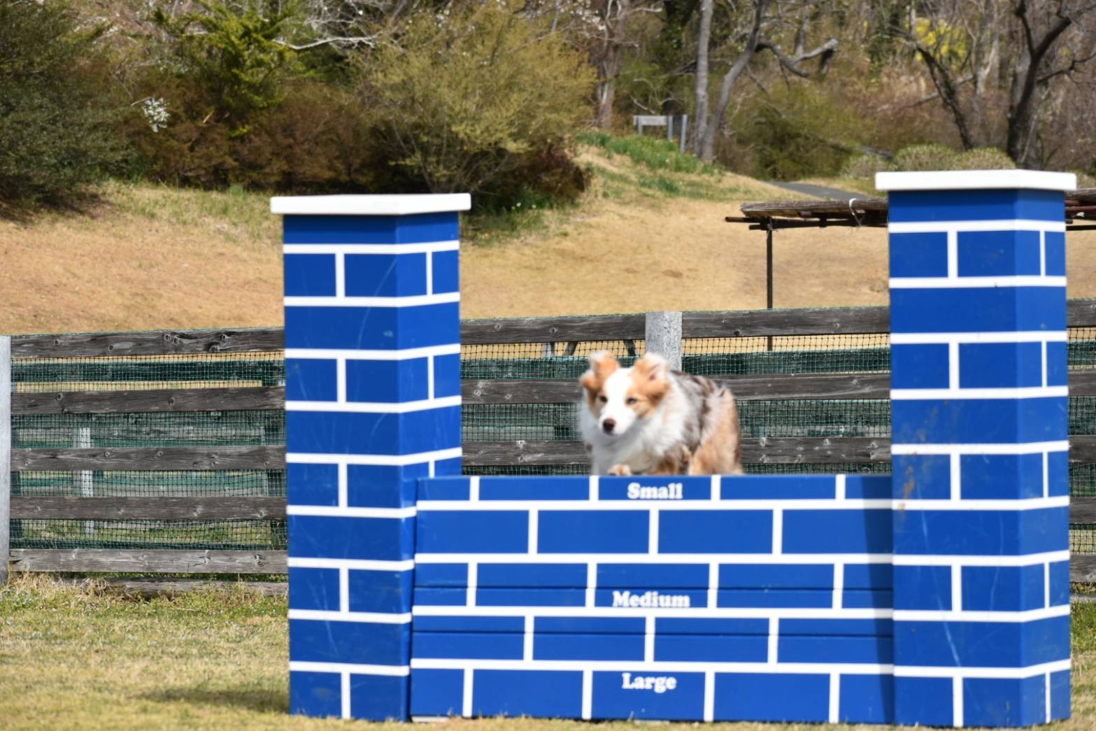 f:id:gussan-belle:20210321083254j:image